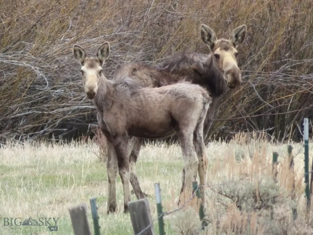 Tbd Camp Creek Road Melrose MT 59743