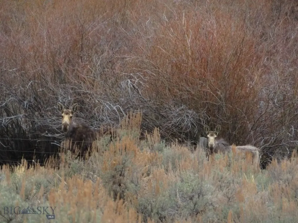 Tbd Camp Creek Road Melrose MT 59743