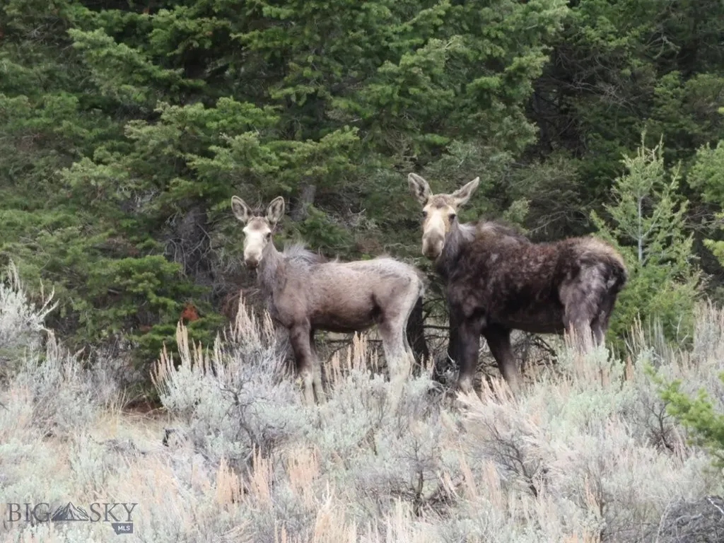 Tbd Camp Creek Road Melrose MT 59743