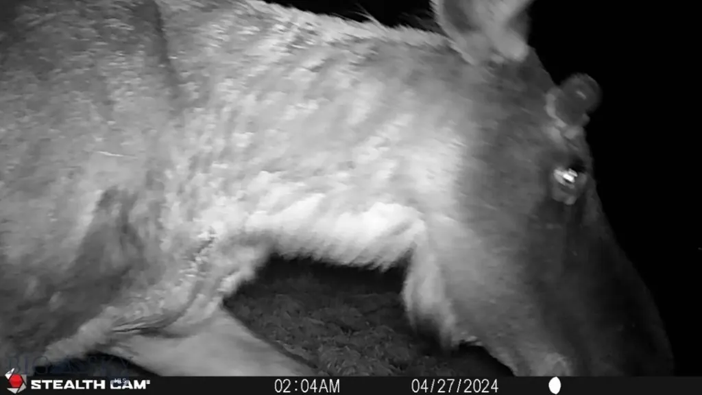 Tbd Camp Creek Road Melrose MT 59743