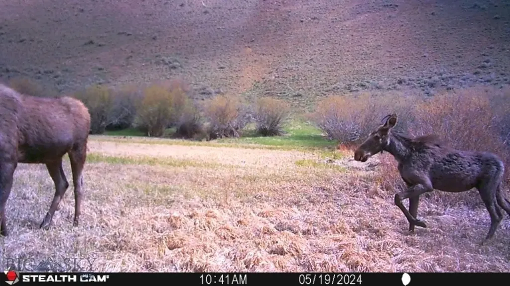 Tbd Camp Creek Road Melrose MT 59743