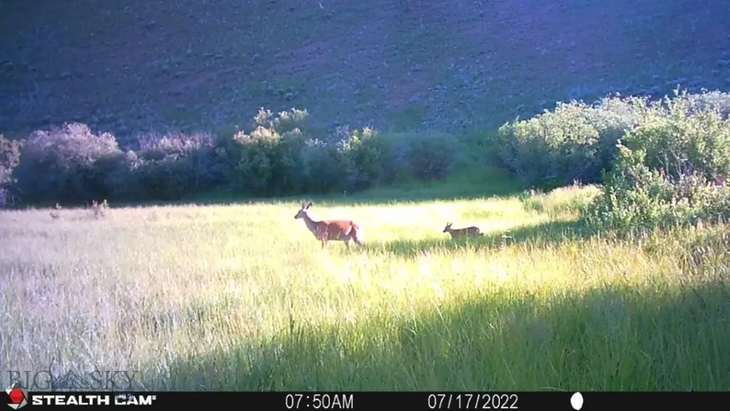 Tbd Camp Creek Road Melrose MT 59743