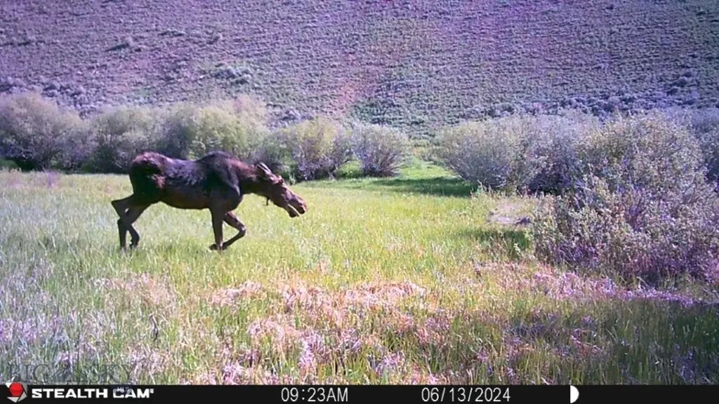 Tbd Camp Creek Road Melrose MT 59743