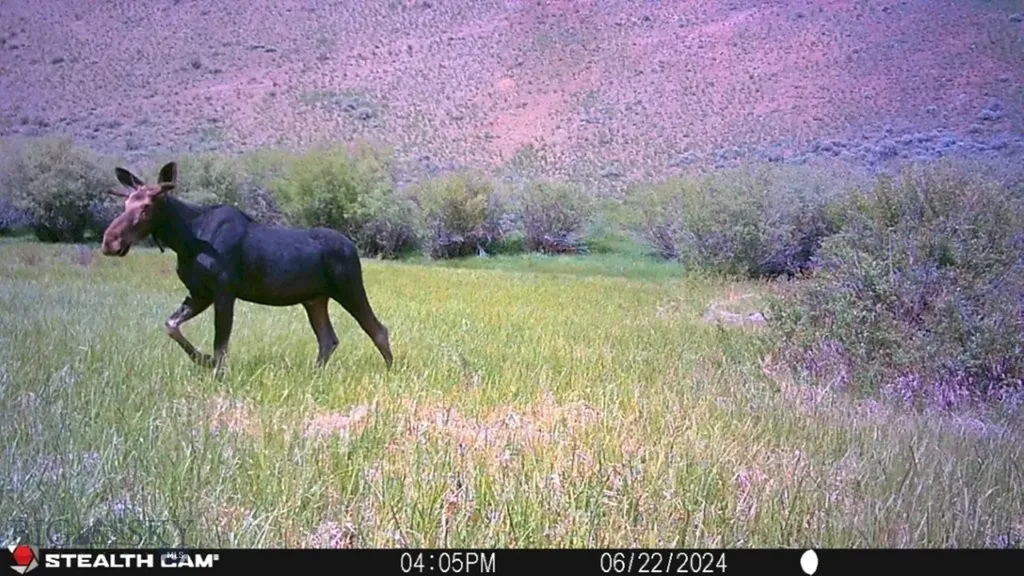Tbd Camp Creek Road Melrose MT 59743