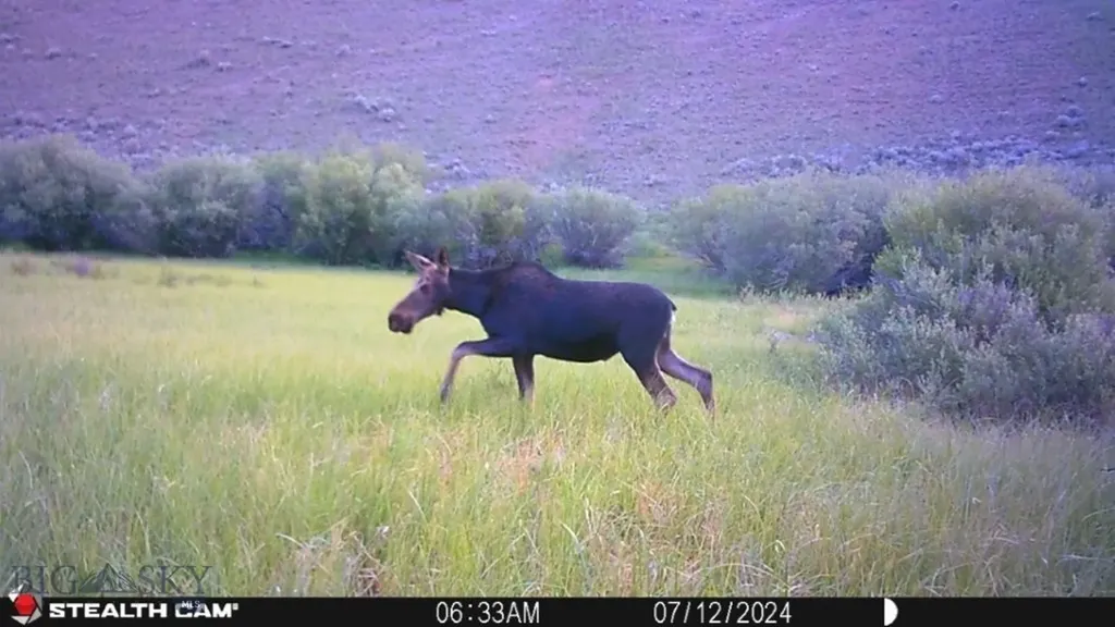 Tbd Camp Creek Road Melrose MT 59743