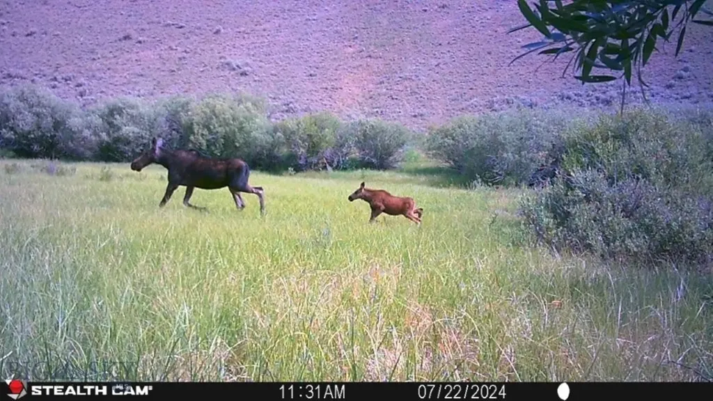 Tbd Camp Creek Road Melrose MT 59743