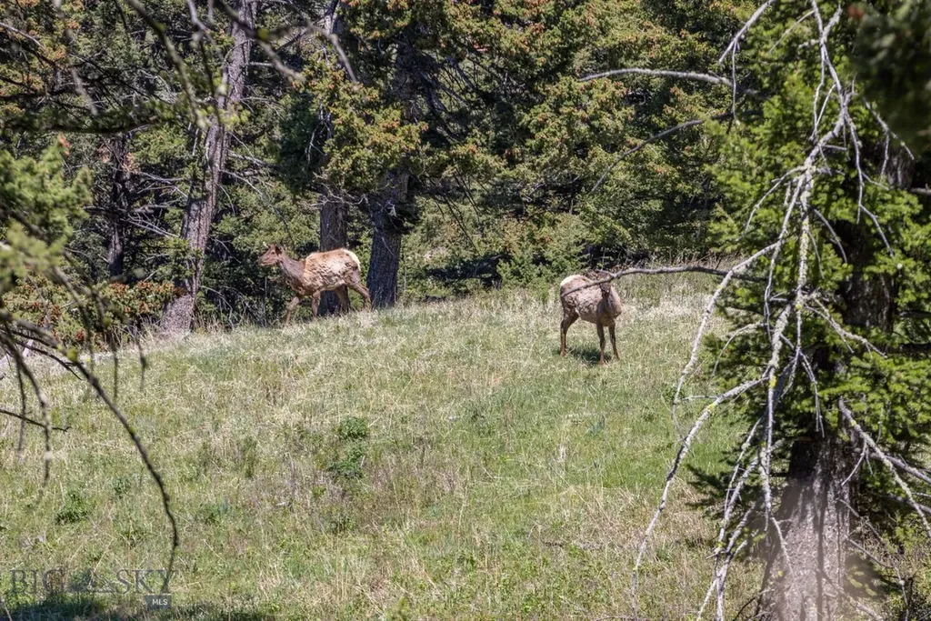 15 Ac Elk Ridge Road Livingston MT 59047