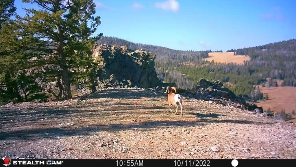 Tbd Indian Creek Road Townsend MT 59644