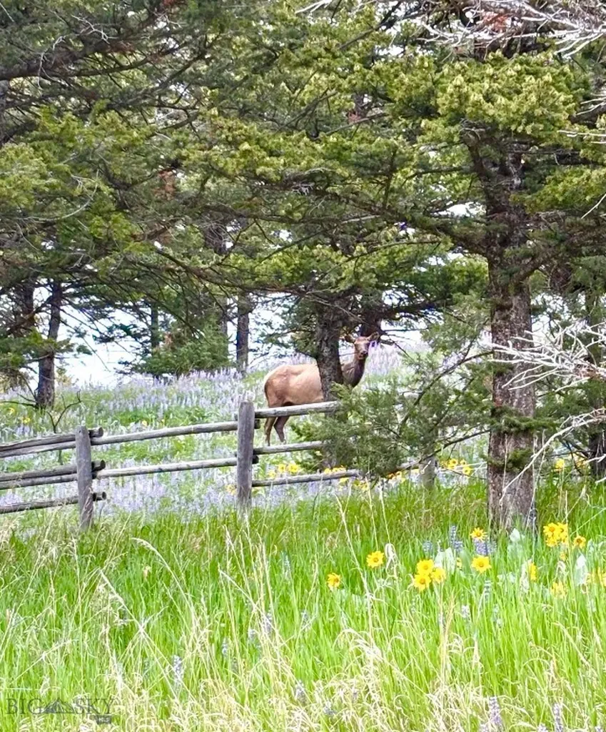 6800 Jackson Creek Road Bozeman MT 59715