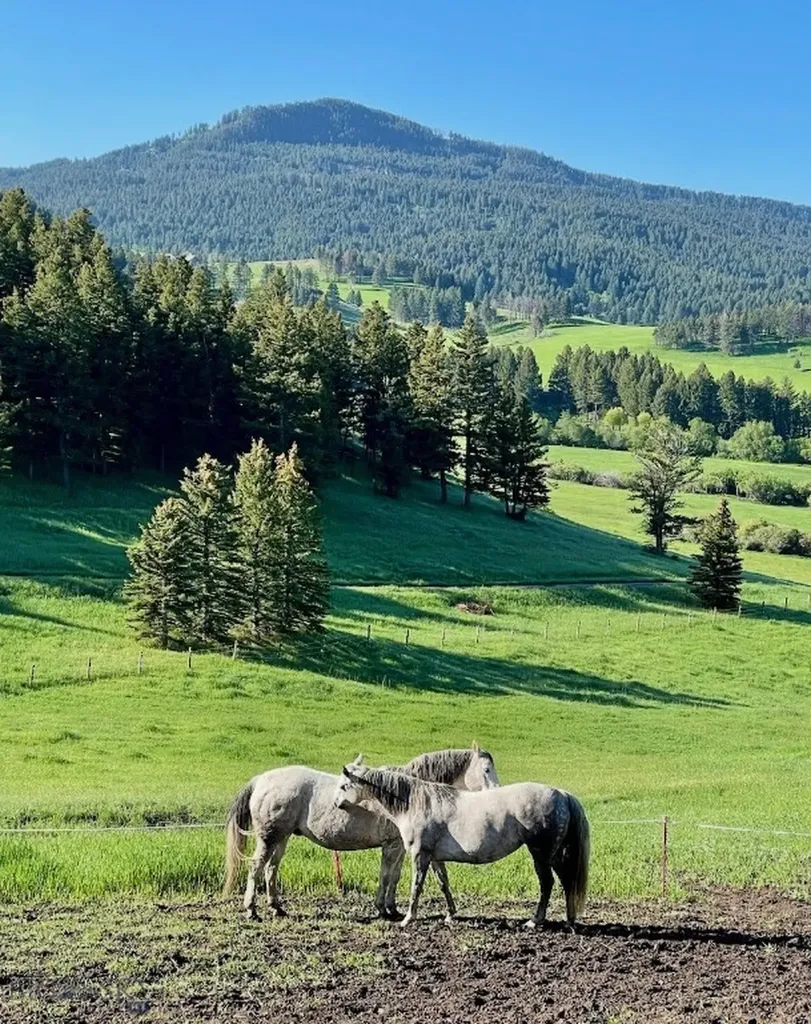 6800 Jackson Creek Road Bozeman MT 59715
