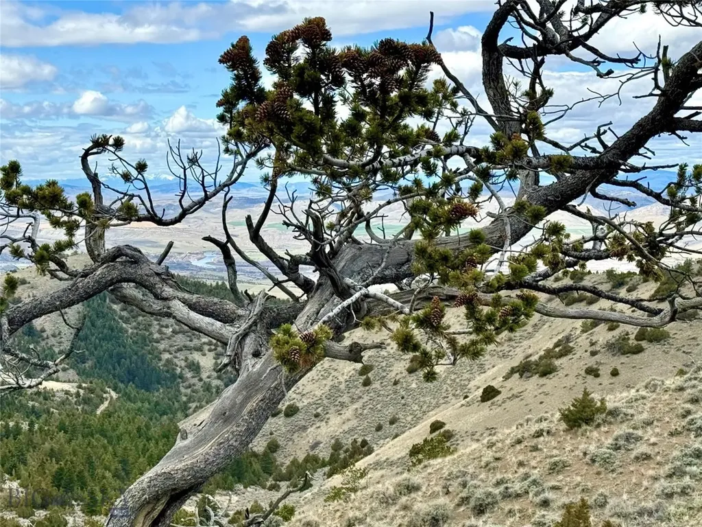 20590 Pole Gulch Road Three Forks MT 59752