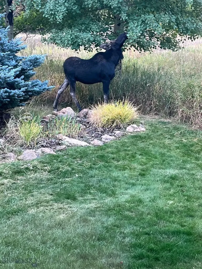 2594 Star Ridge Road Bozeman MT 59715