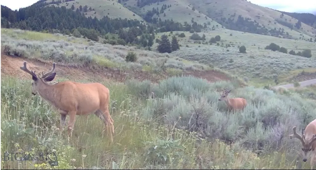Springhill Vistas Ranch At Four Bar Ranch Belgrade MT 59714