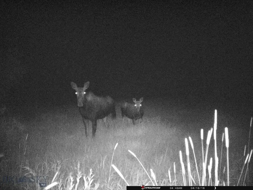 Tbd Camp Creek Road Butte MT 59701