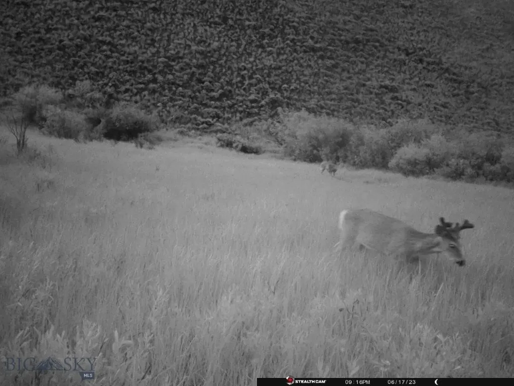 Tbd Camp Creek Road Butte MT 59701