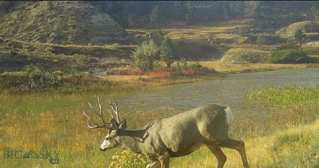 2168 Trophy Ridge Roy MT 59471