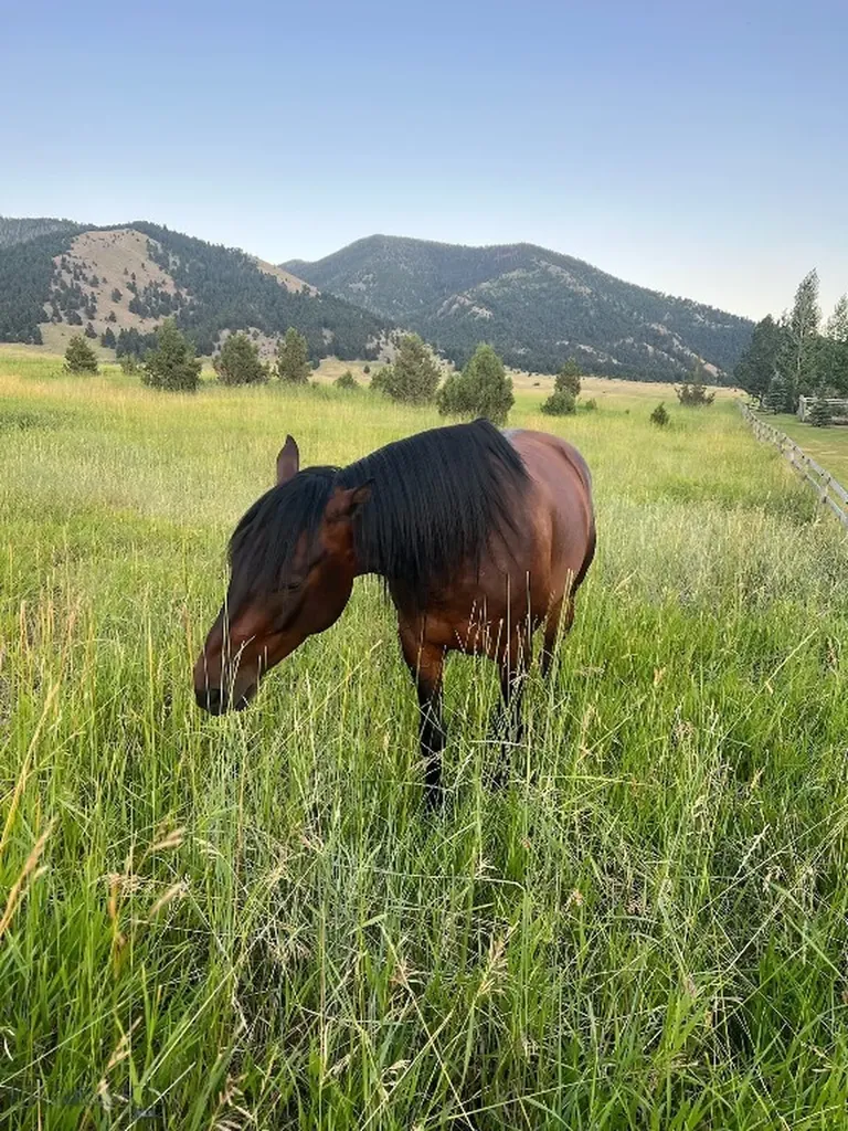 17630 Rocky Mountain Road Belgrade MT 59714