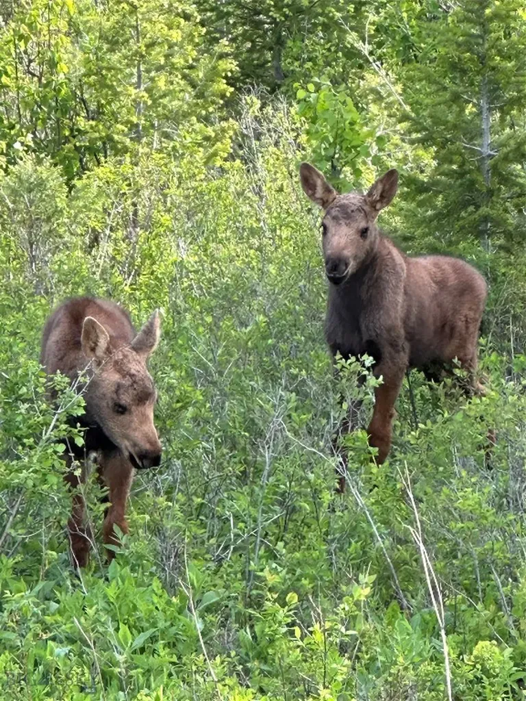 525 Colt Road Bozeman MT 59715