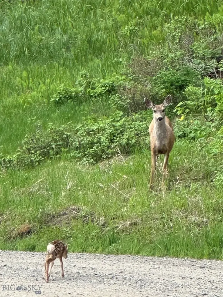 525 Colt Road Bozeman MT 59715