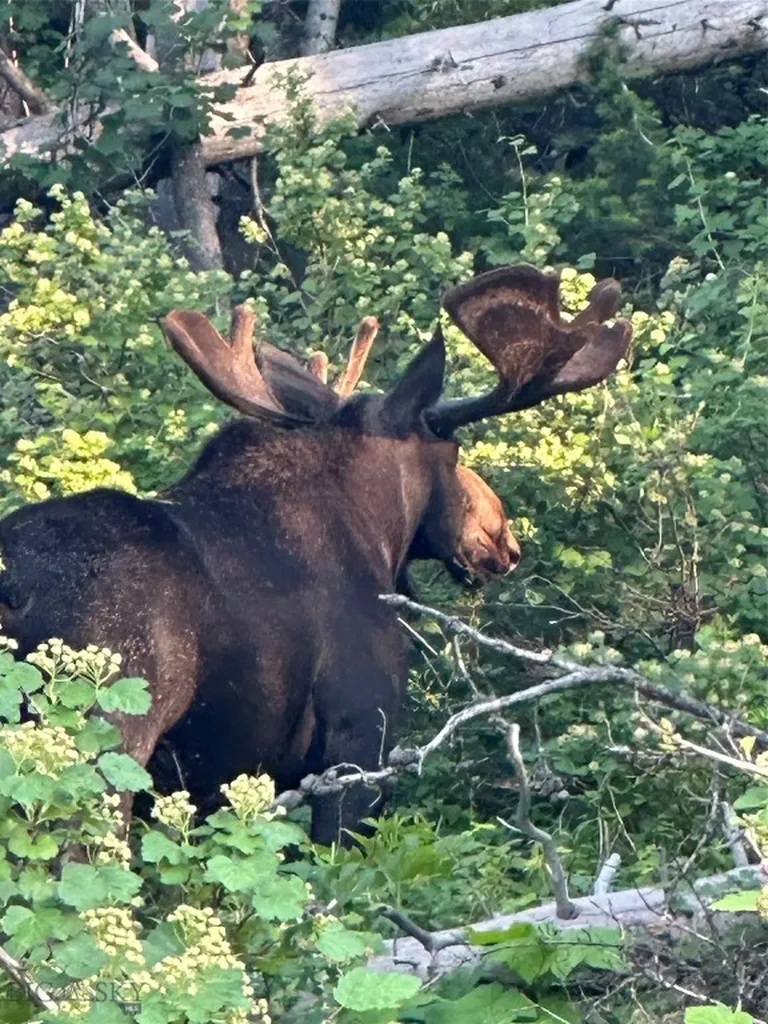 525 Colt Road Bozeman MT 59715