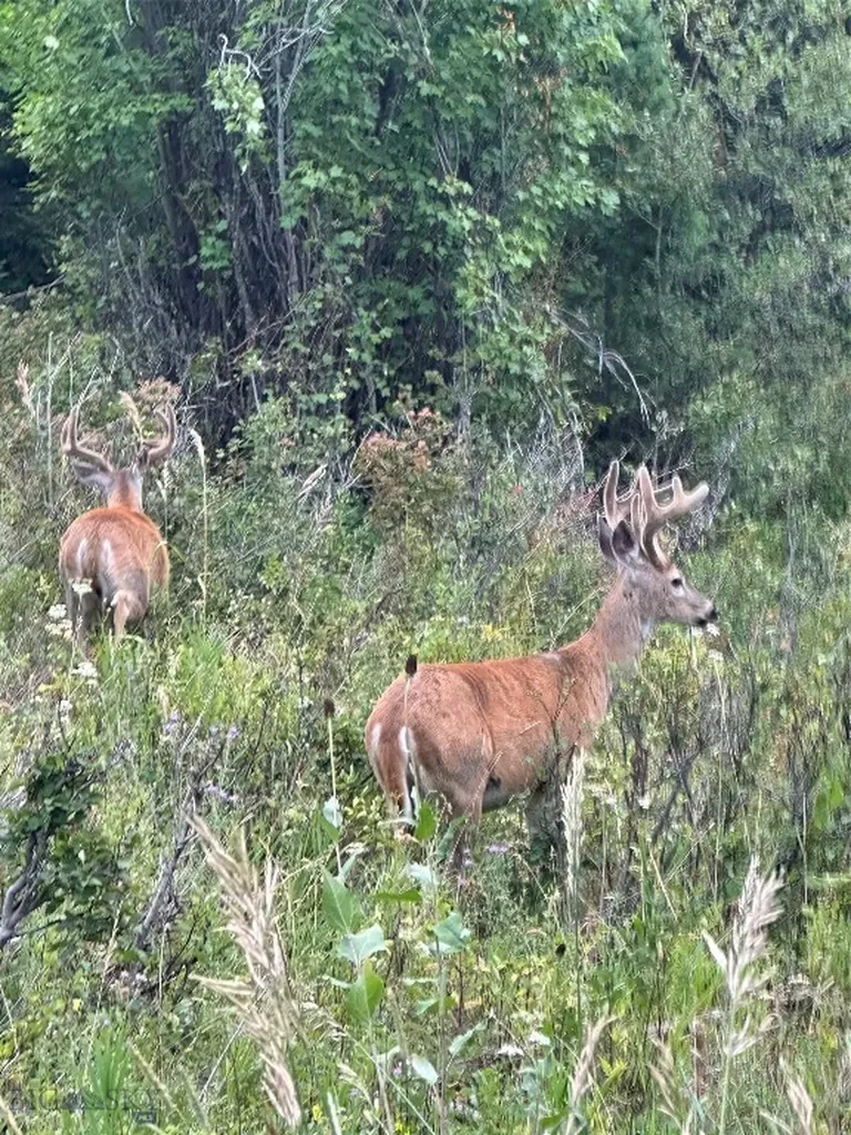 525 Colt Road Bozeman MT 59715
