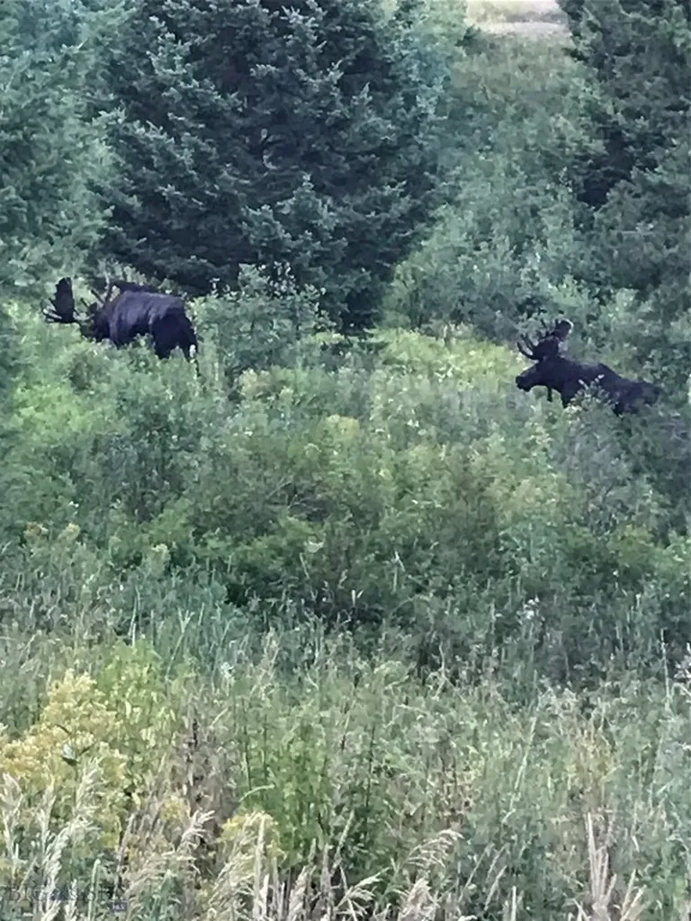 525 Colt Road Bozeman MT 59715