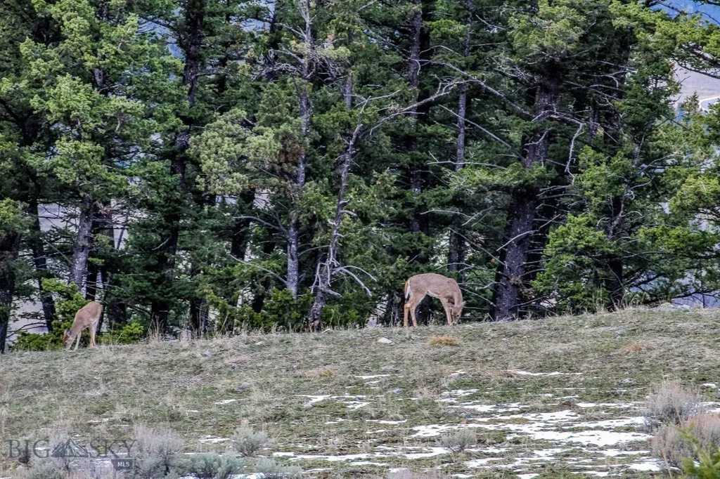 Bozeman MT 59715