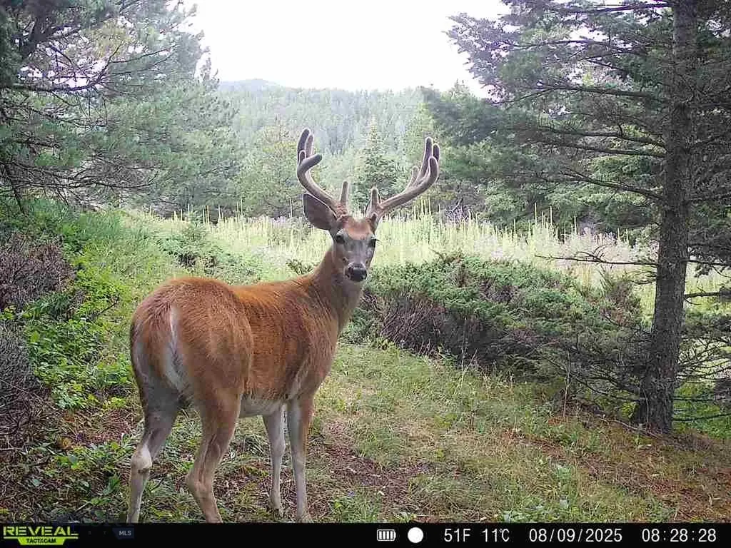Parcel A Maiden Road Lewistown MT 59457