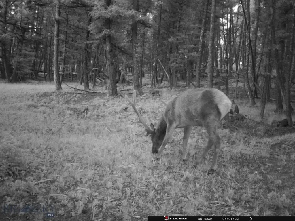 Tbd Camp Creek Road Melrose MT 59743