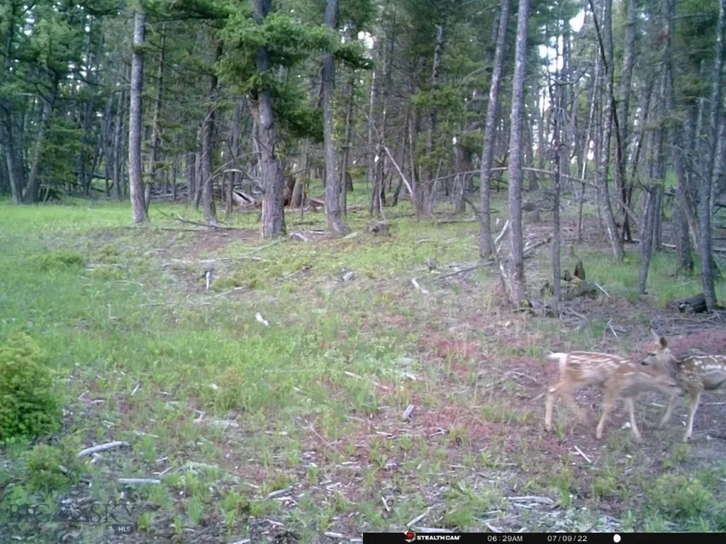 Tbd Camp Creek Road Melrose MT 59743