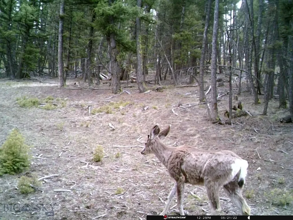 Tbd Camp Creek Road Melrose MT 59743