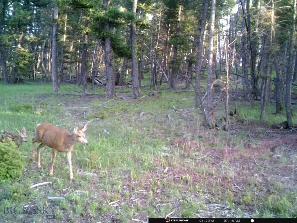 Tbd Camp Creek Road Melrose MT 59743