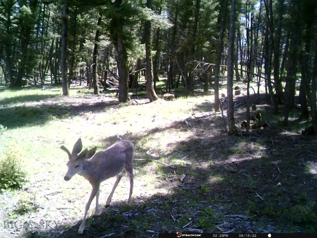 Tbd Camp Creek Road Melrose MT 59743