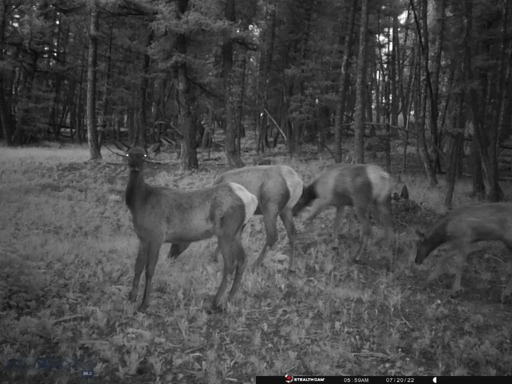 Tbd Camp Creek Road Melrose MT 59743