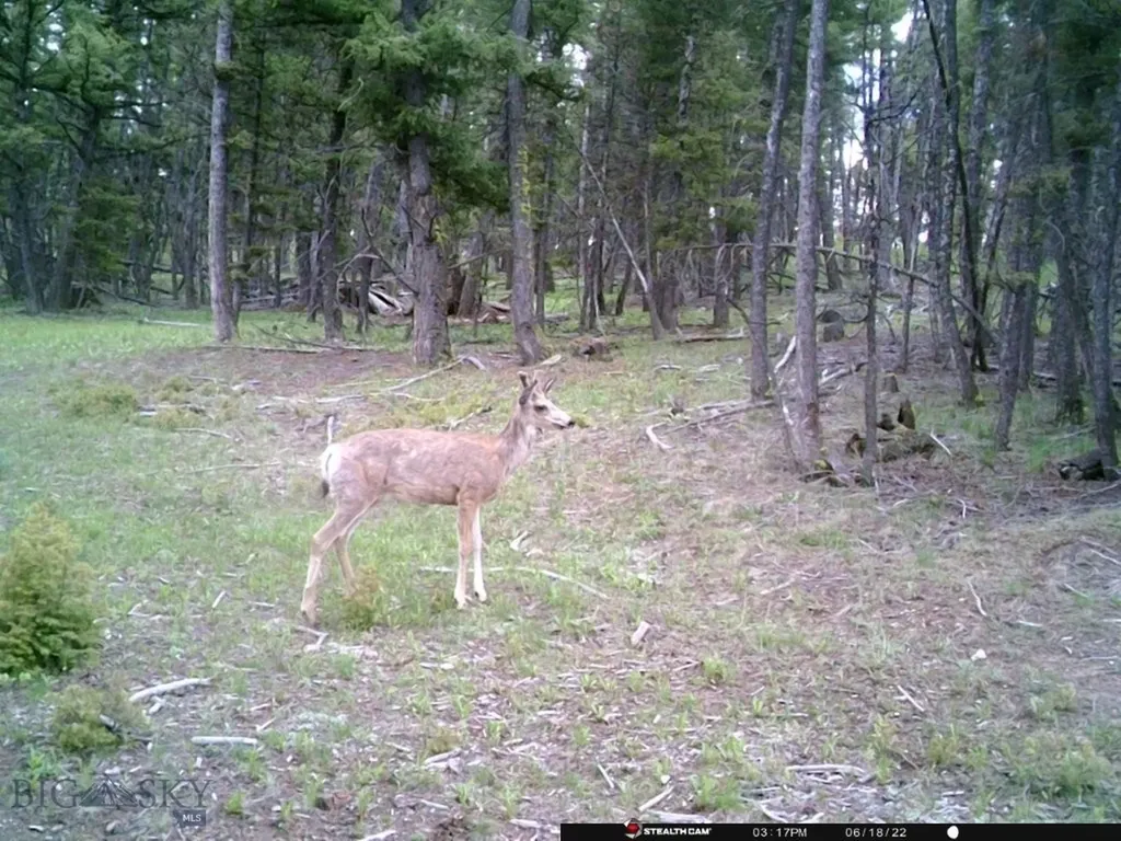 Tbd Camp Creek Road Melrose MT 59743