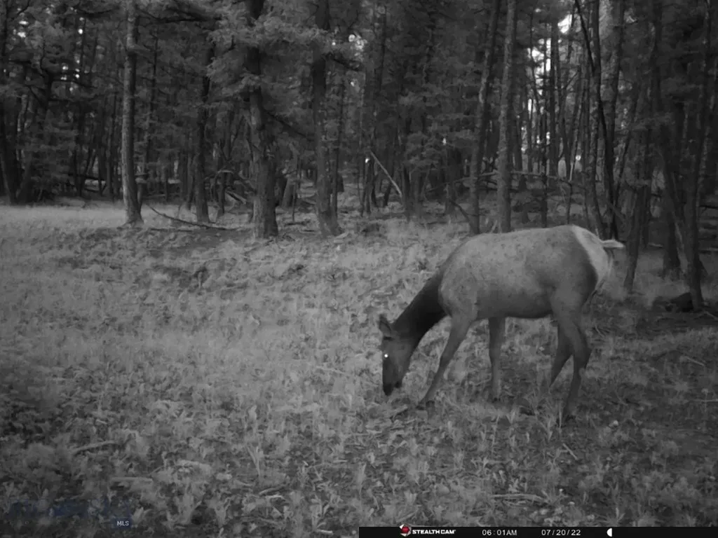 Tbd Camp Creek Road Melrose MT 59743