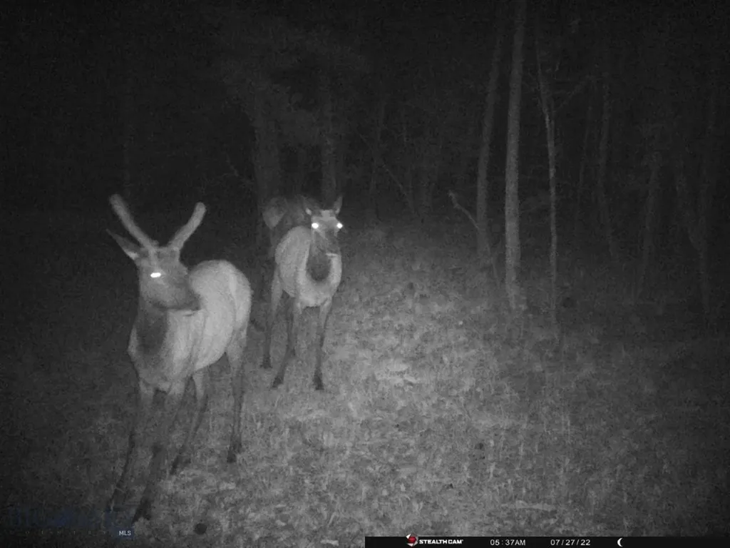 Tbd Camp Creek Road Melrose MT 59743
