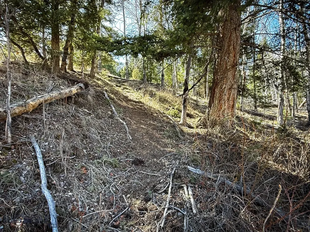 Tbd Lone Pine Gulch Road Ramsay MT 59748
