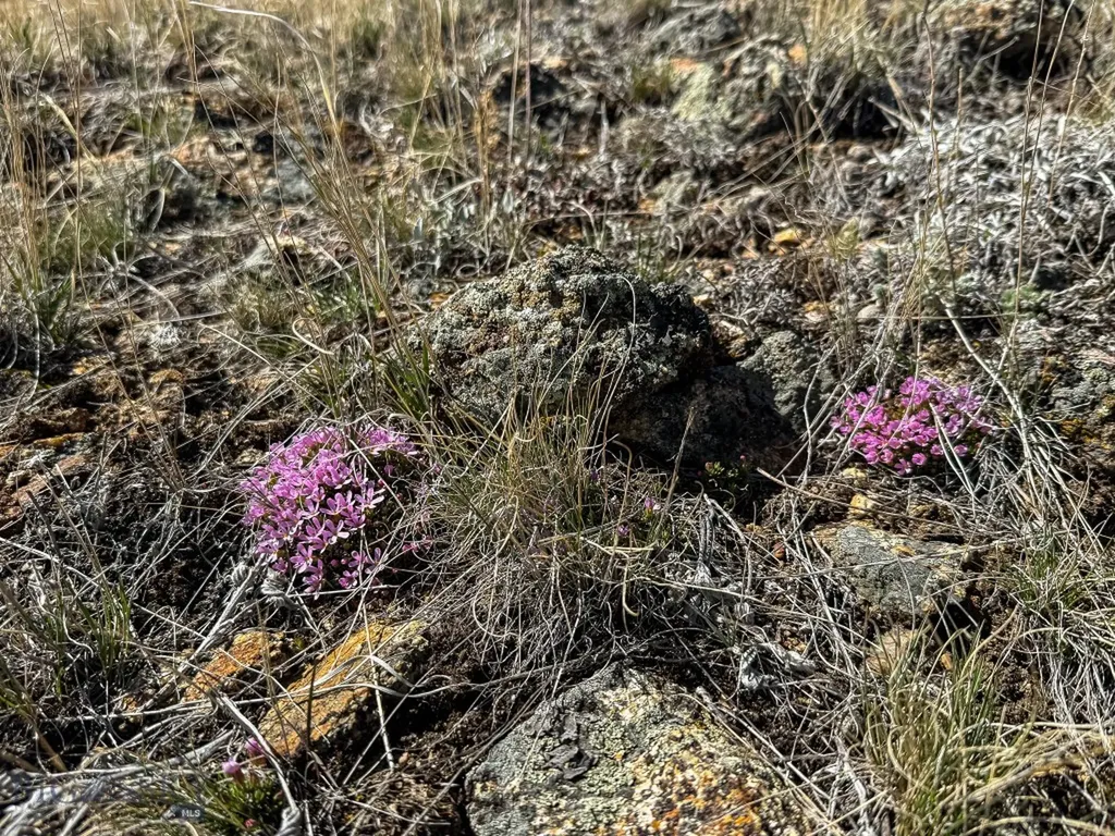 Tbd Lone Pine Gulch Road Ramsay MT 59748