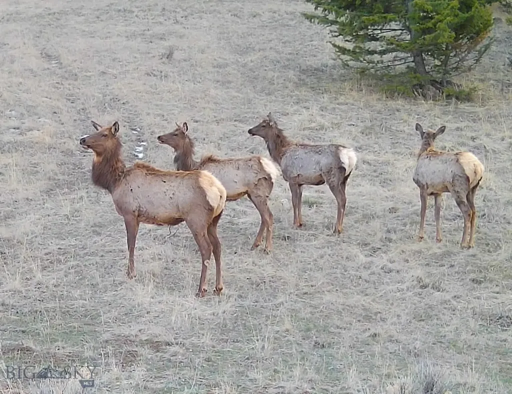 Tbd Lone Pine Gulch Road Ramsay MT 59748