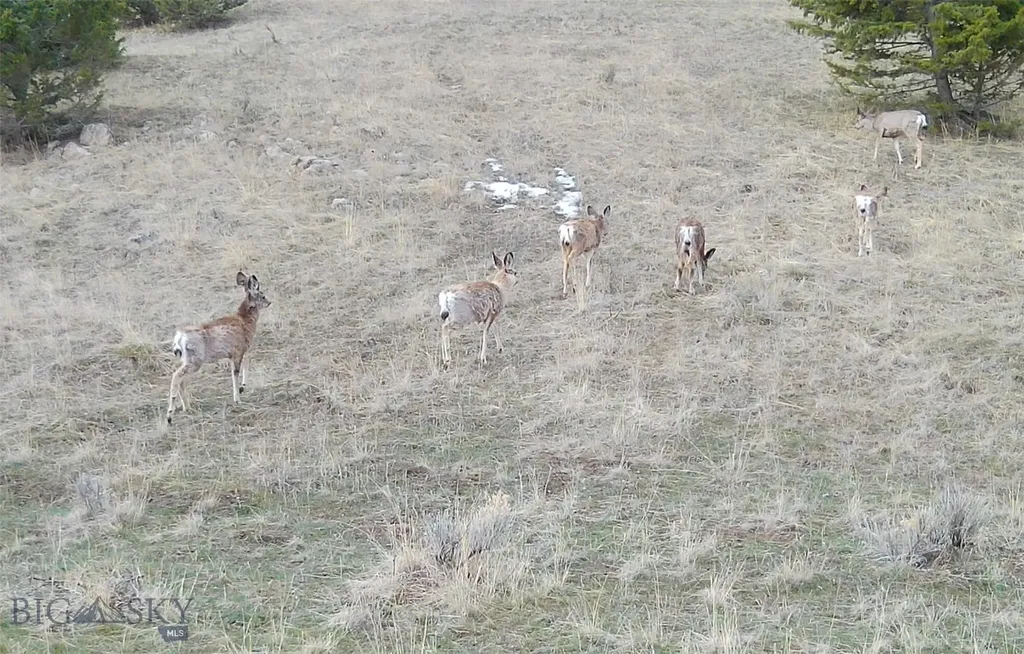 Tbd Lone Pine Gulch Road Ramsay MT 59748