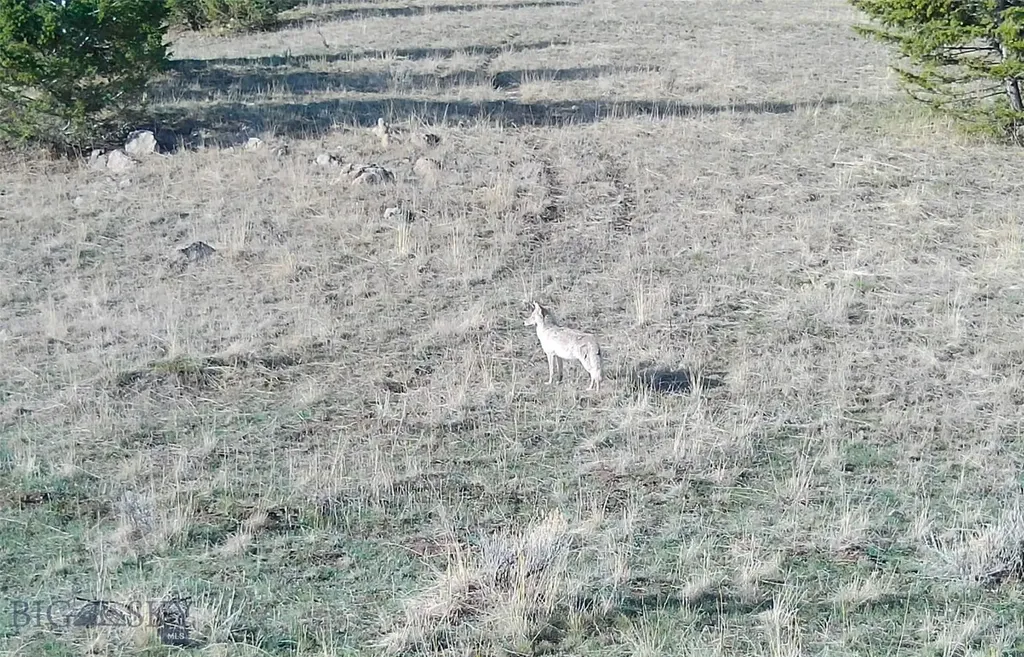 Tbd Lone Pine Gulch Road Ramsay MT 59748