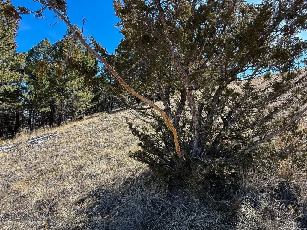 Tbd Lone Pine Gulch Road Ramsay MT 59748