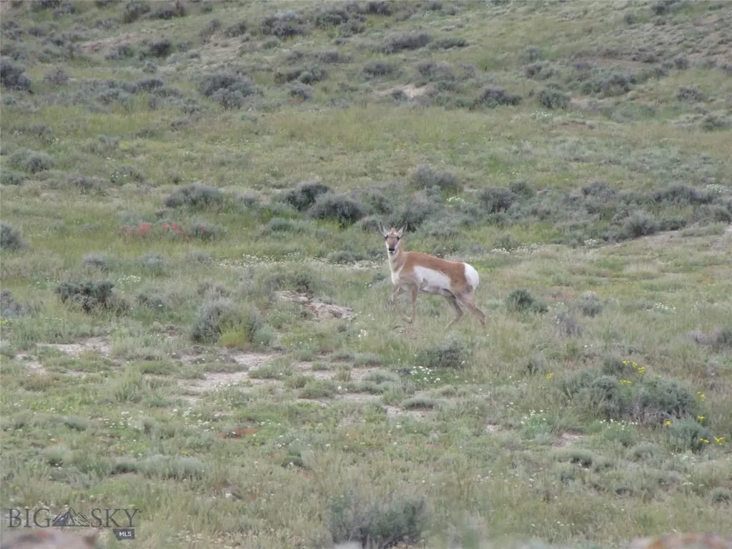 Nhn Brushland Drive Clark WY 82435