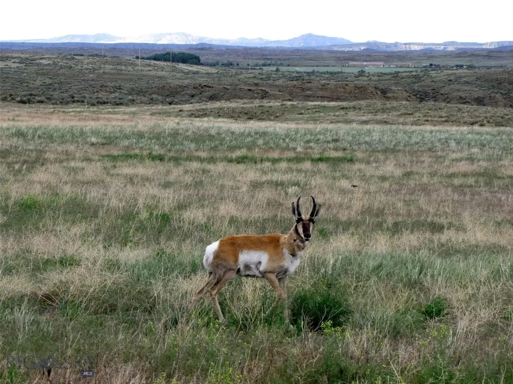 Nhn Brushland Drive Clark WY 82435