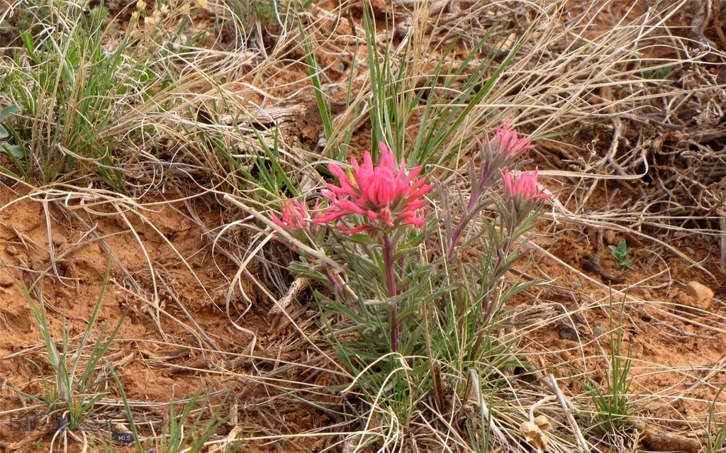 Tbd Deadman Creek Road Bridger MT 59014