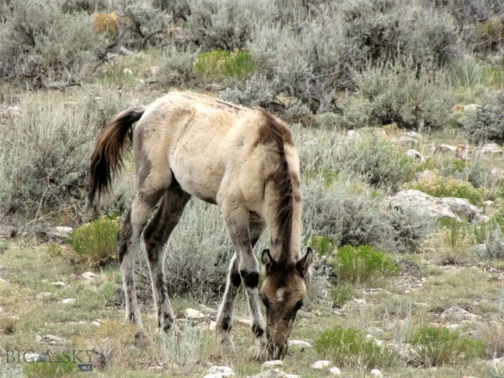 Tbd Deadman Creek Road Bridger MT 59014