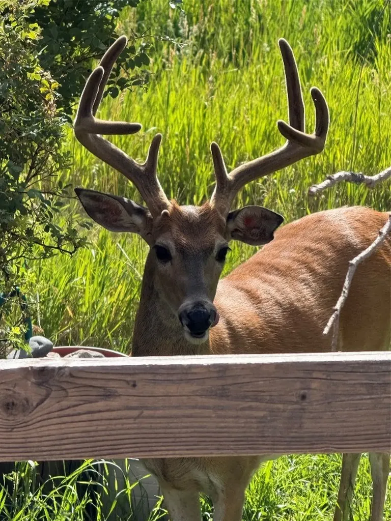 8350 Sypes Canyon Road Bozeman MT 59715