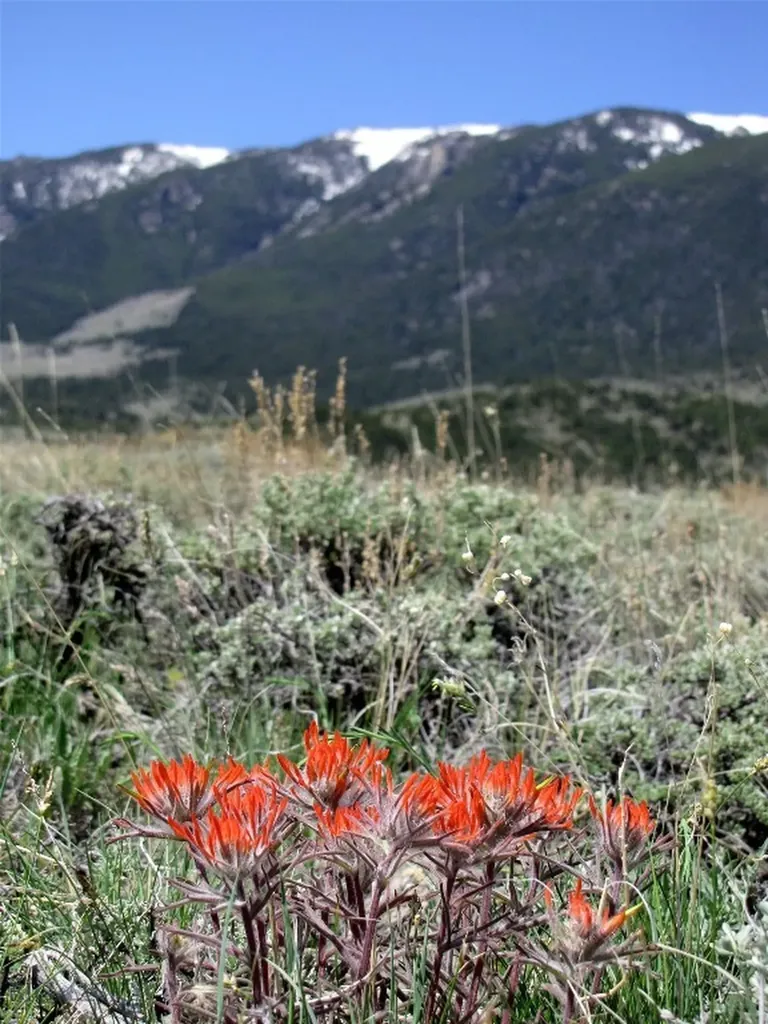 Tbd Ranger Way Red Lodge MT 59068
