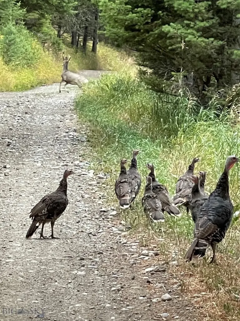 600 Middle Skunk Creek Bozeman MT 59715